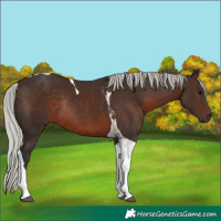 Horse Color:Silver Brown Tobiano Rabicano 
