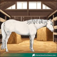 Horse Color:Cremello Dun Tobiano