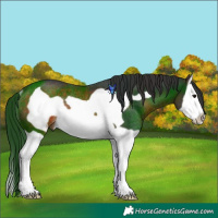 Horse Color:Brown Splash Frame Rabicano 