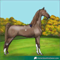 Horse Color:Liver Red Dun Tobiano 