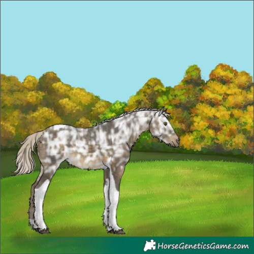 Horse Color:Silver Buckskin Ice Tobiano 