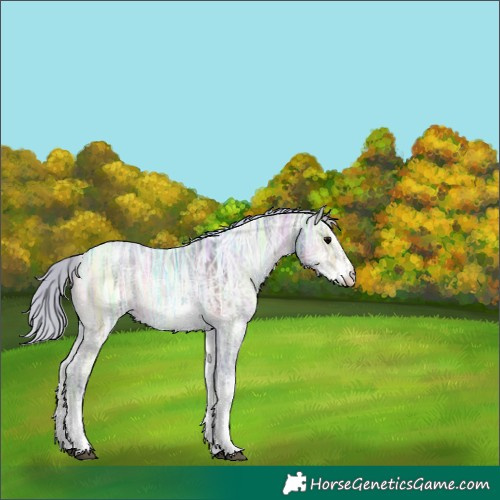 Horse Color:Silver Brown Ice Onyx Sabino 