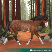 Horse Color:Bay Rabicano 