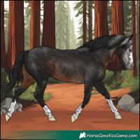 Horse Color:Gray Brown Rabicano 