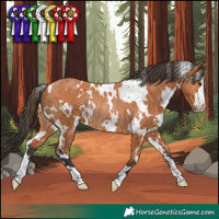 Horse Color:White Spotted Bay Rabicano
