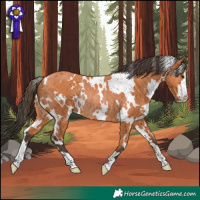 Horse Color:White Spotted Bay Rabicano