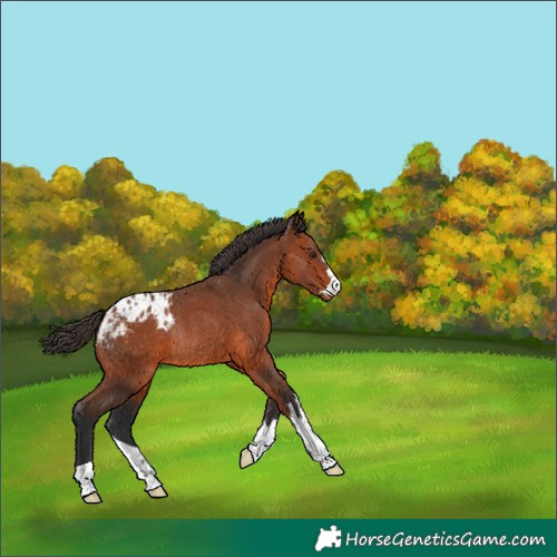 Horse Color:Bay Blanket Rabicano 