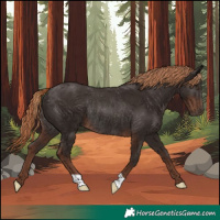 Horse Color:Liver Chestnut Rabicano 