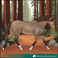 Horse Color:Bay Dun Appaloosa 