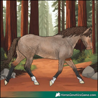 Horse Color:Bay Dun Varnish 