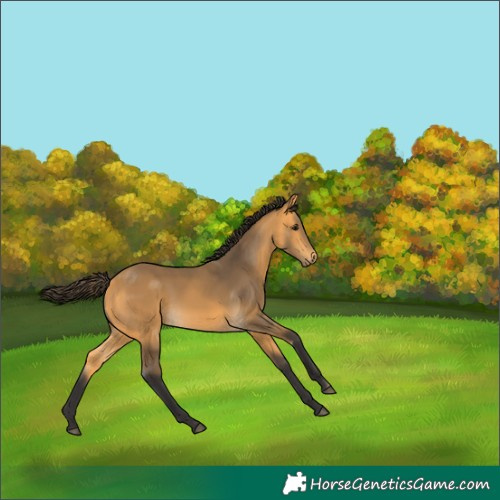 Horse Color:Buckskin