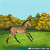 Horse Color:Buckskin