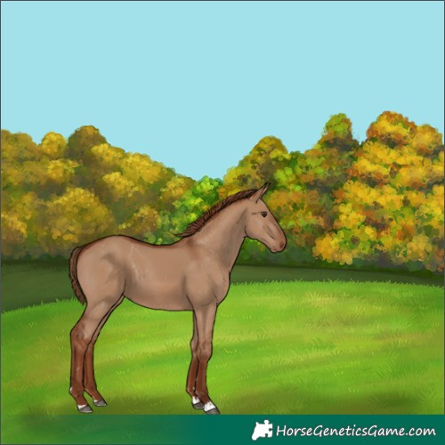 Horse Color:Red Dun