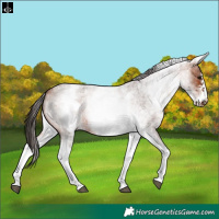 Horse Color:White Spotted Bay Roan Frame 