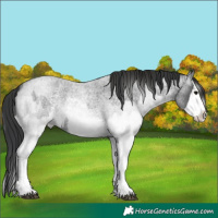 Horse Color:Blue Roan Sabino Splash and Gray Blue Roan Sabino Splash
