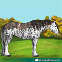 Horse Color:Black Sabino Splash  and Brown Sabino Splash 