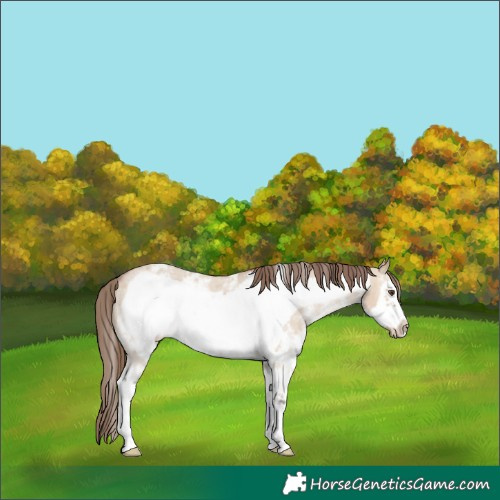 Horse Color:Bay Dun Sabino Frame Appaloosa 