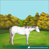 Horse Color:Bay Dun Sabino Frame Varnish 