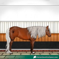 Horse Color:Silver Bay 
