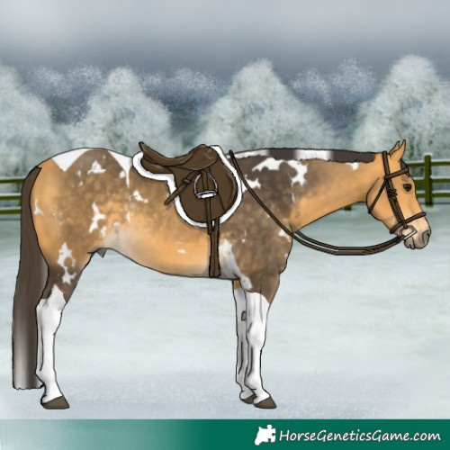 Horse Color:White Spotted Buckskin Tobiano Rabicano 