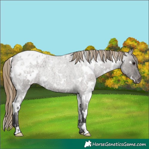 Horse Color:White Spotted Smoky Grullo Roan Appaloosa Rabicano 
