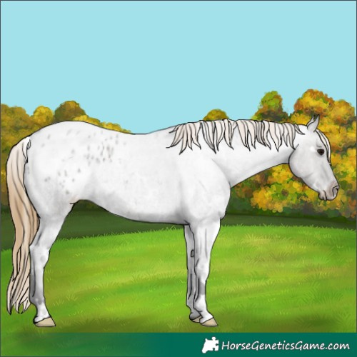 Horse Color:White Spotted Smoky Grullo Roan Appaloosa Rabicano 