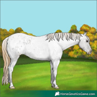 Horse Color:White Spotted Smoky Grullo Roan Blanket Rabicano 
