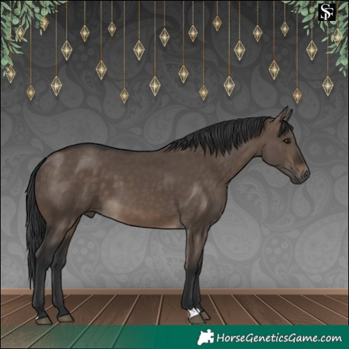 Horse Color:Brown Dun 