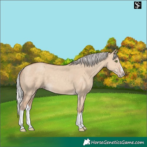 Horse Color:Silver Classic Champagne Dun Splash Frame 
