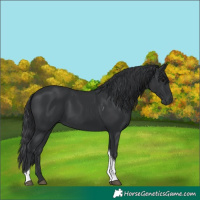 Horse Color:Black Tobiano 