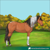 Horse Color:Bay Tobiano