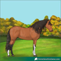 Horse Color:Bay Tobiano