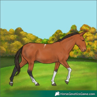 Horse Color:Bay Tobiano