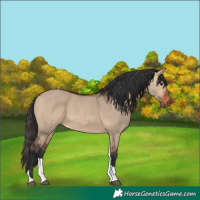 Horse Color:Bay Dun Tobiano