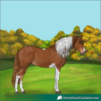 Horse Color:Gray Chestnut Tobiano 