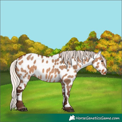 Horse Color:Silver Brown Dun Appaloosa 