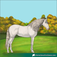 Horse Color:Smoky Creme Roan 