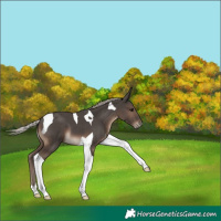 Horse Color:Silver Black Tobiano