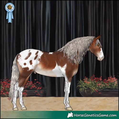 Horse Color:Silver Brown Tobiano Appaloosa 