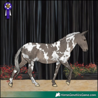 Horse Color:White Spotted Silver Black