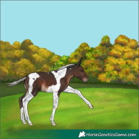 Horse Color:Silver Brown Tobiano