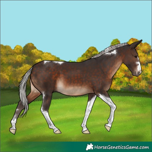 Horse Color:Silver Brown Tobiano 
