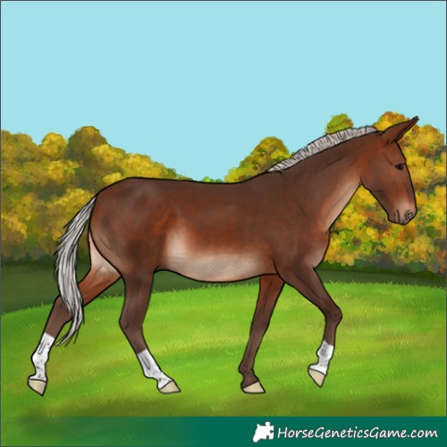 Horse Color:Silver Brown 