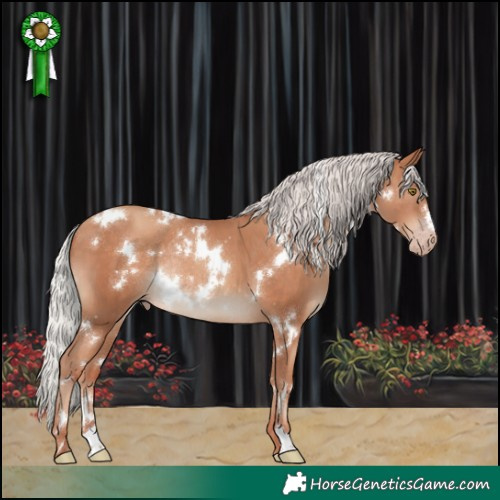 Horse Color:White Spotted Silver Sable Champagne Rabicano 