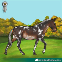 Horse Color:White Spotted Silver Brown