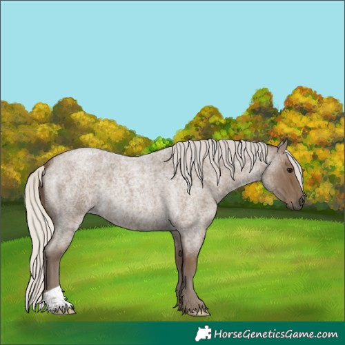 Horse Color:Silver Smoky Blue Roan 