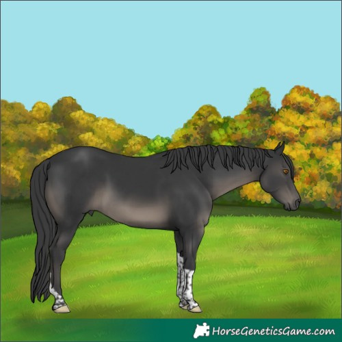 Horse Color:Black Tobiano 