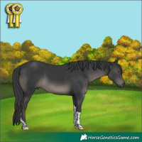 Horse Color:Black Tobiano 