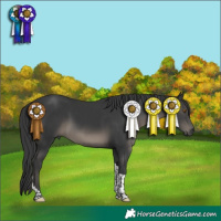 Horse Color:Black Tobiano