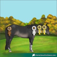 Horse Color:Black Tobiano